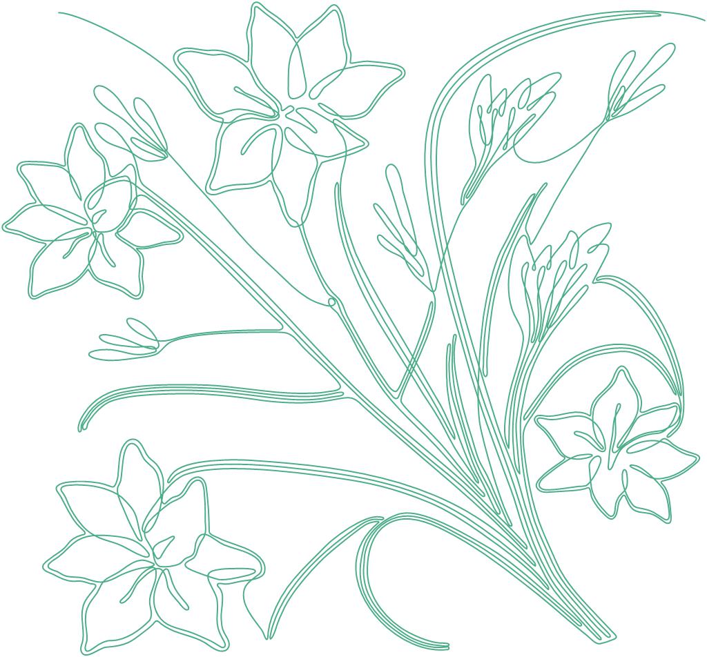 Daylily - B2B